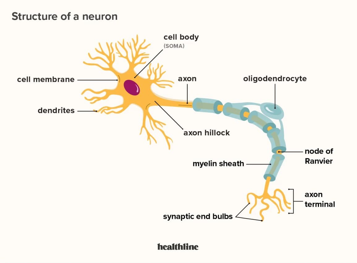an image of AXON.O