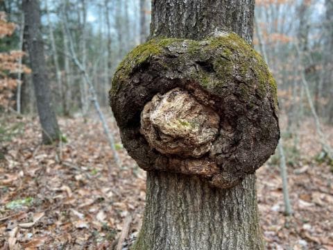 an image of BURL.N