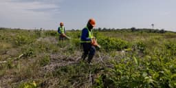 an image of Brazil is Creating a Fertilizer Weapon for Trade Conflicts in the Amazon