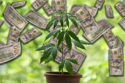 Canopy Growth Reports Q3 Earnings Miss with Revenue Beat