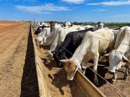 Brazil's Beef Industry Faces Challenges as China Imposes Import Quotas