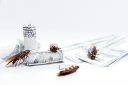 an image of Private Equity Stocks Plummet Amid Software Selloff and Rising Credit Risks