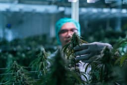 an image of Canopy Growth Faces Ongoing Profitability Challenges