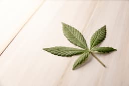 Canopy Growth Reports Q3 Results: Significant Reduction in Net Loss