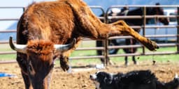 an image of MicroCloud Hologram Launches Q-DPC Accelerator to Enhance Strategy Evaluation Efficiency