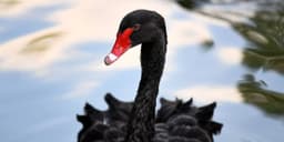 an image of These ETFs protect against ‘black swan’ stock-market events like we’ve just seen