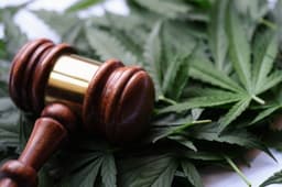 Cannabis ETFs Light Up As Trump Eyes Cannabis Reclassification