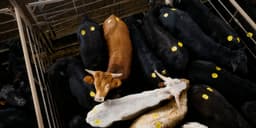 America's Cattle Dilemma: Declining Herd Numbers, Rising Beef Costs, and Limited Hope for Improvement