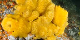 Home Depot Q4 Earnings Estimates and Insights