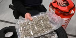 Marijuana Stocks Surge as Trump Prepares to Sign Executive Order for Drug Reclassification