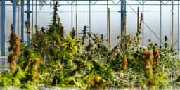 an image of Marijuana Companies Set to Receive Significant Tax Relief as Regulations Relax