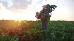 Economist Claims Trump's $12 Billion Farmer Aid Indicates His Policies Have Negatively Impacted Americans