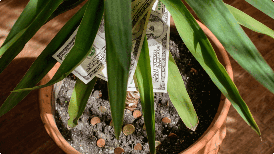 an image of Plant growing with money appearing as leaves